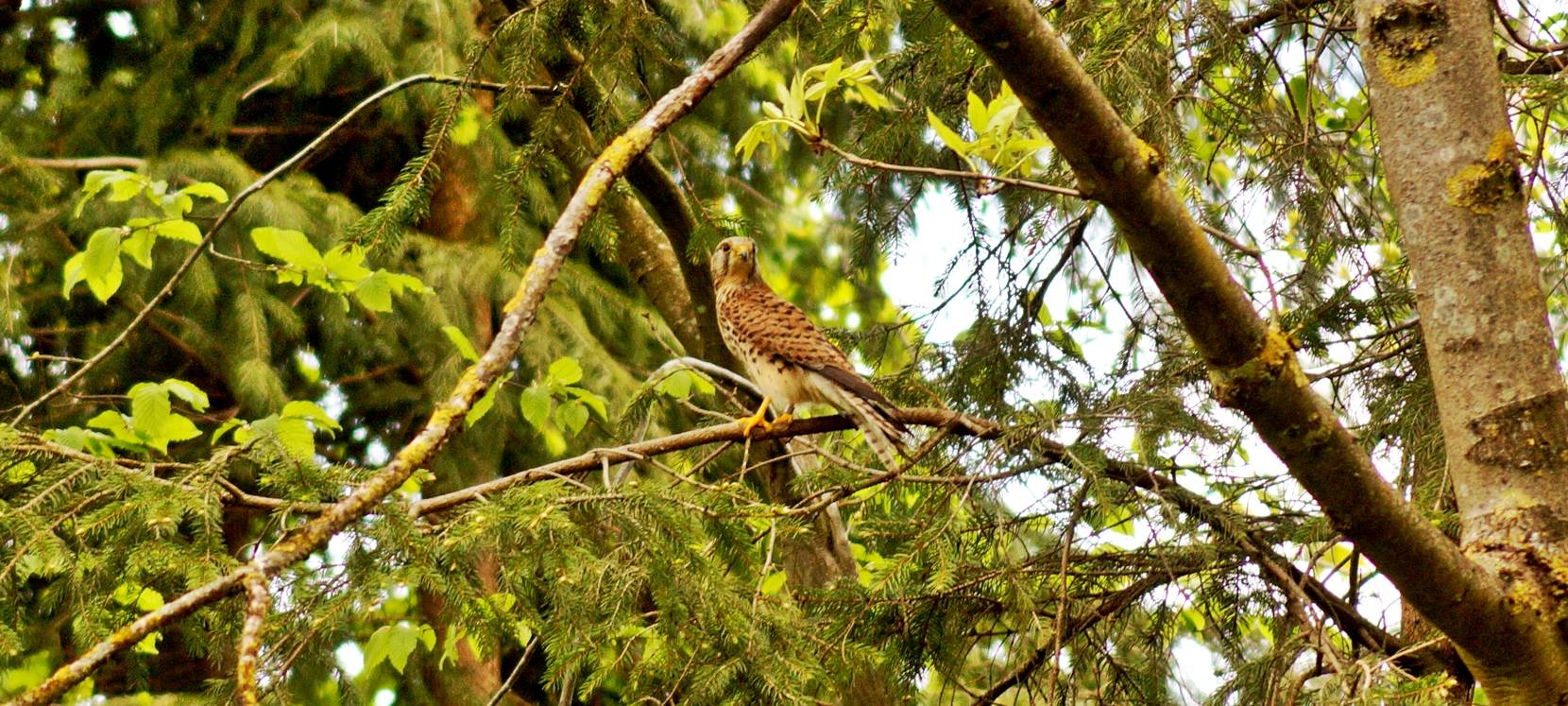 Turmfalke Sirius gerettet