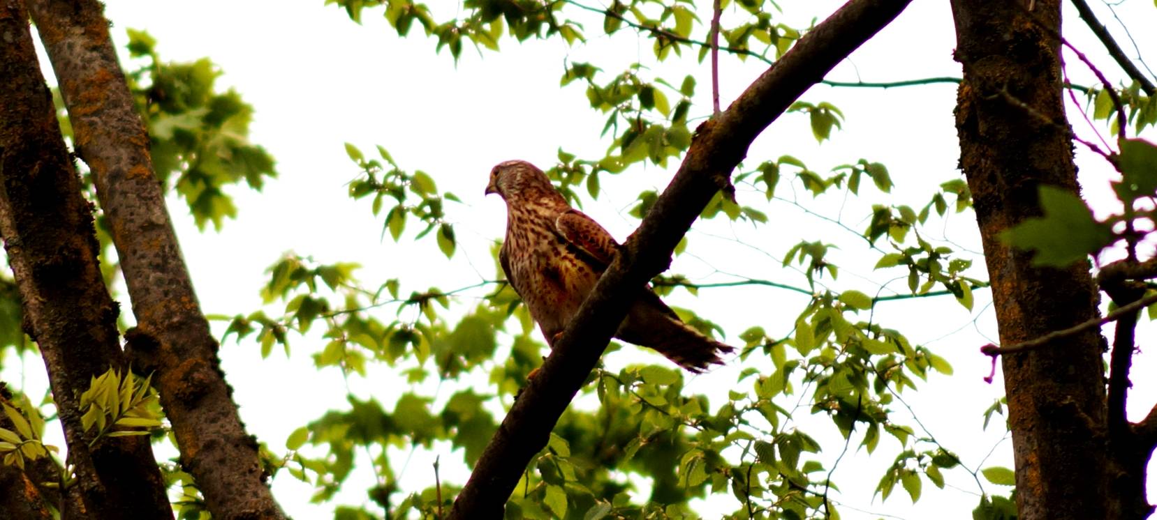 Turmfalke Sirius gerettet