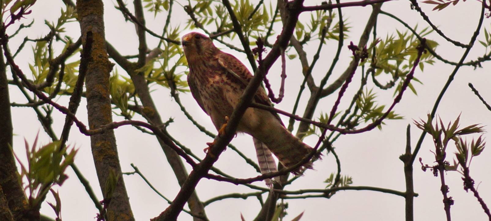 Turmfalke Sirius gerettet