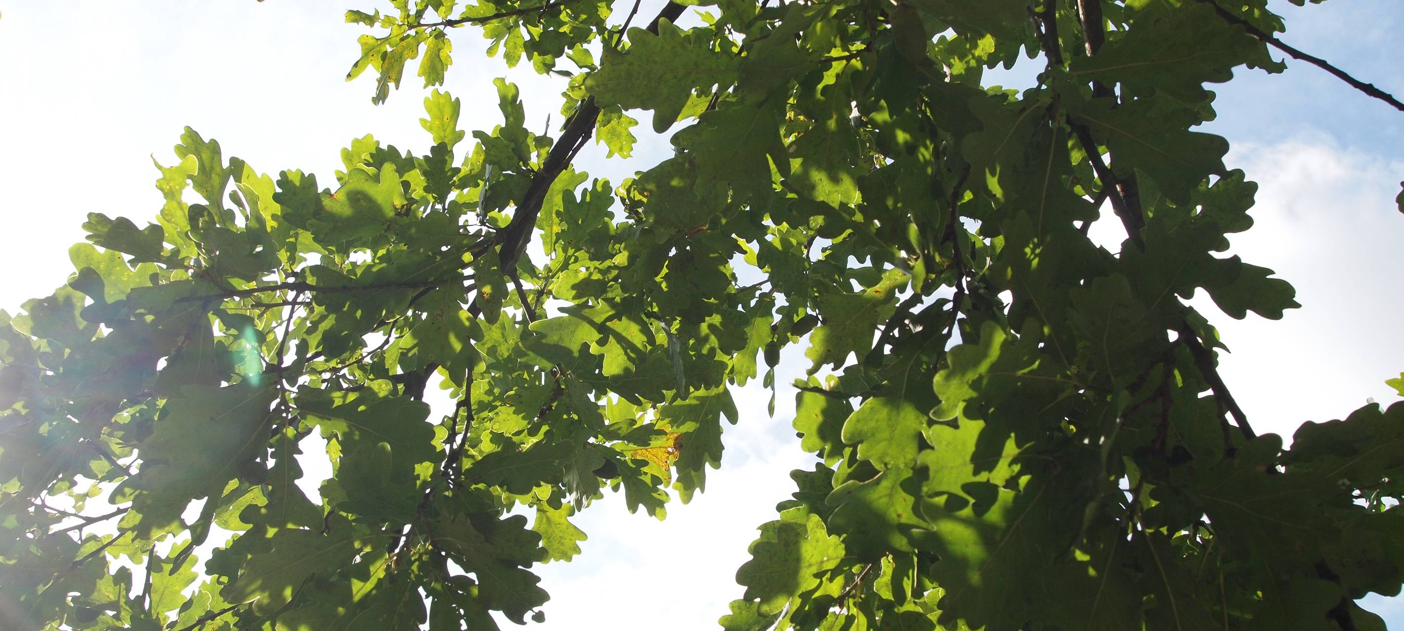 SPD will mehr Schattenplätze in Iserlohn