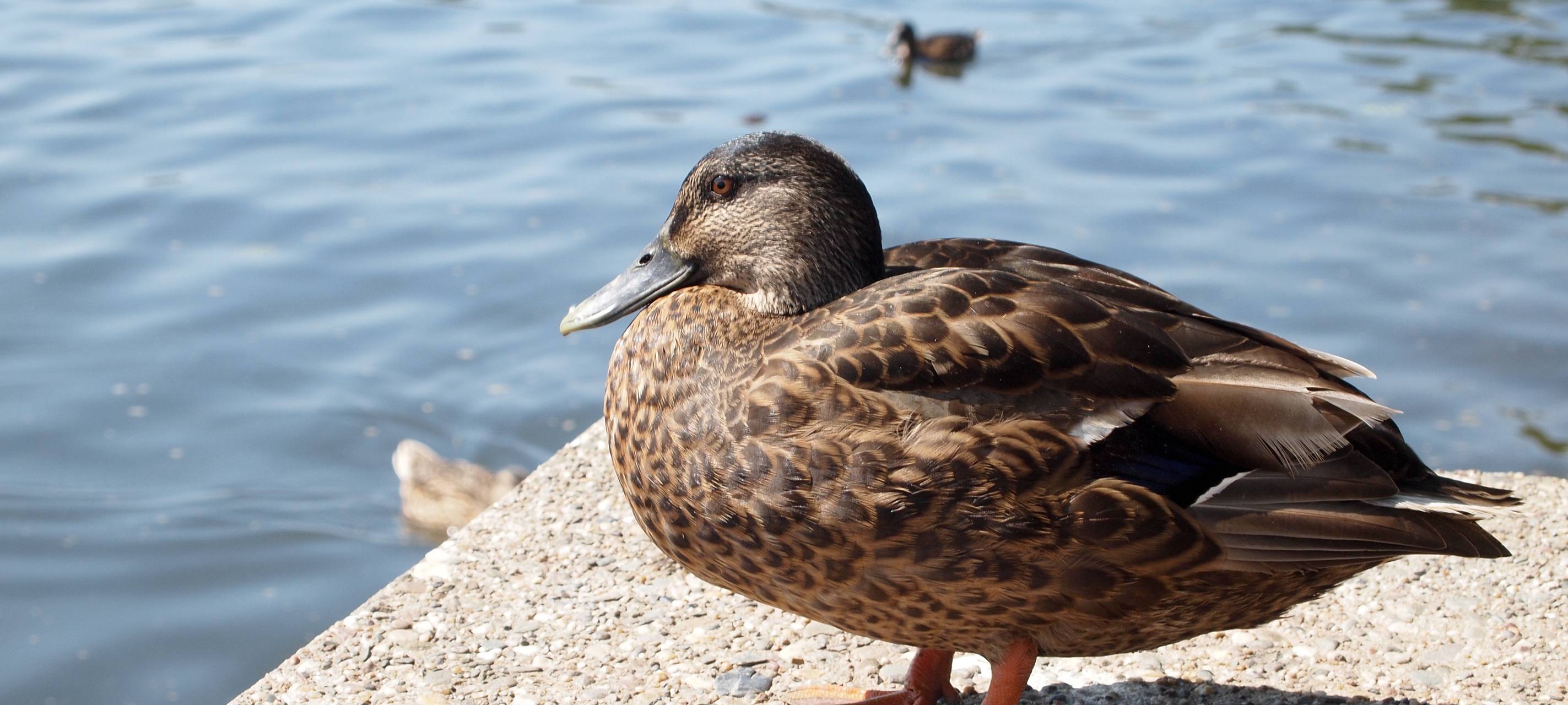 Entenklau in Iserlohn