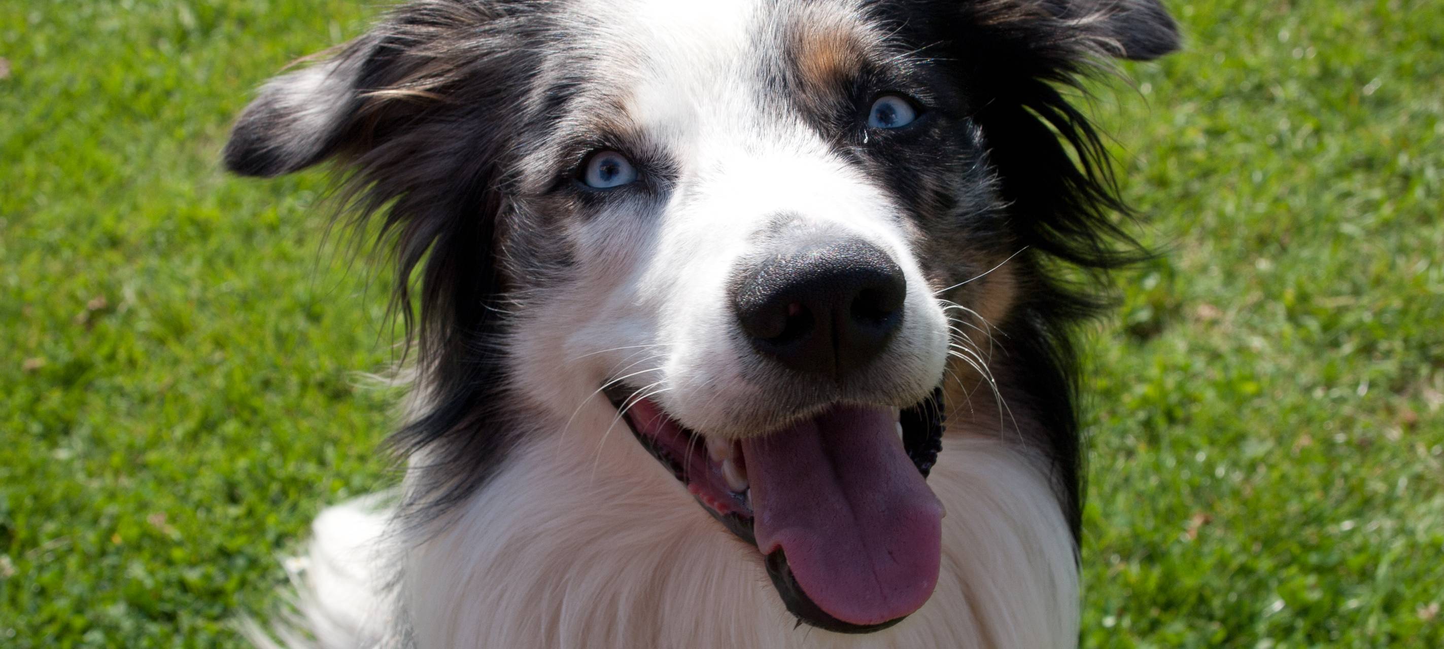 Einnahmen aus Hundesteuer gestiegen