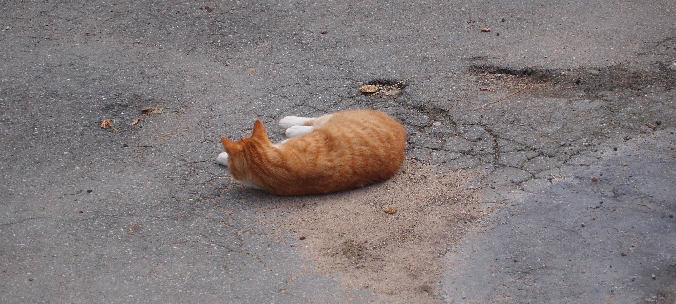Ausweichmanöver wegen Katze scheitert