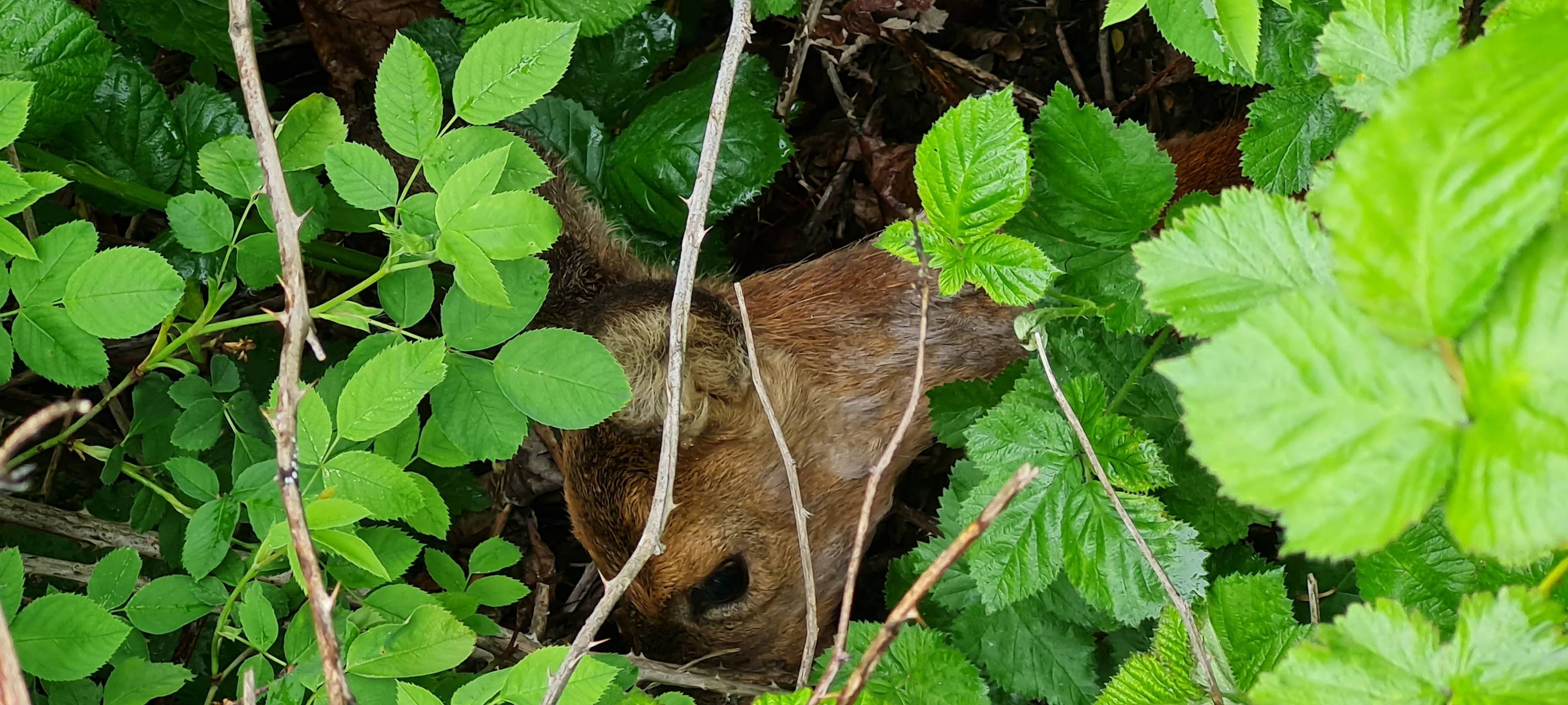 Reh aus Dornbusch gerettet