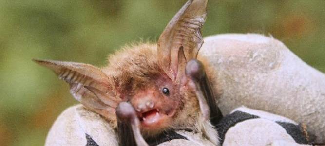 Biologen in Wäldern um Menden unterwegs