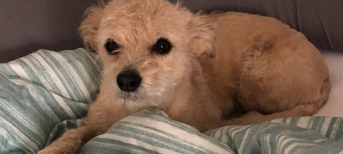 Hündin Fiona entlaufen