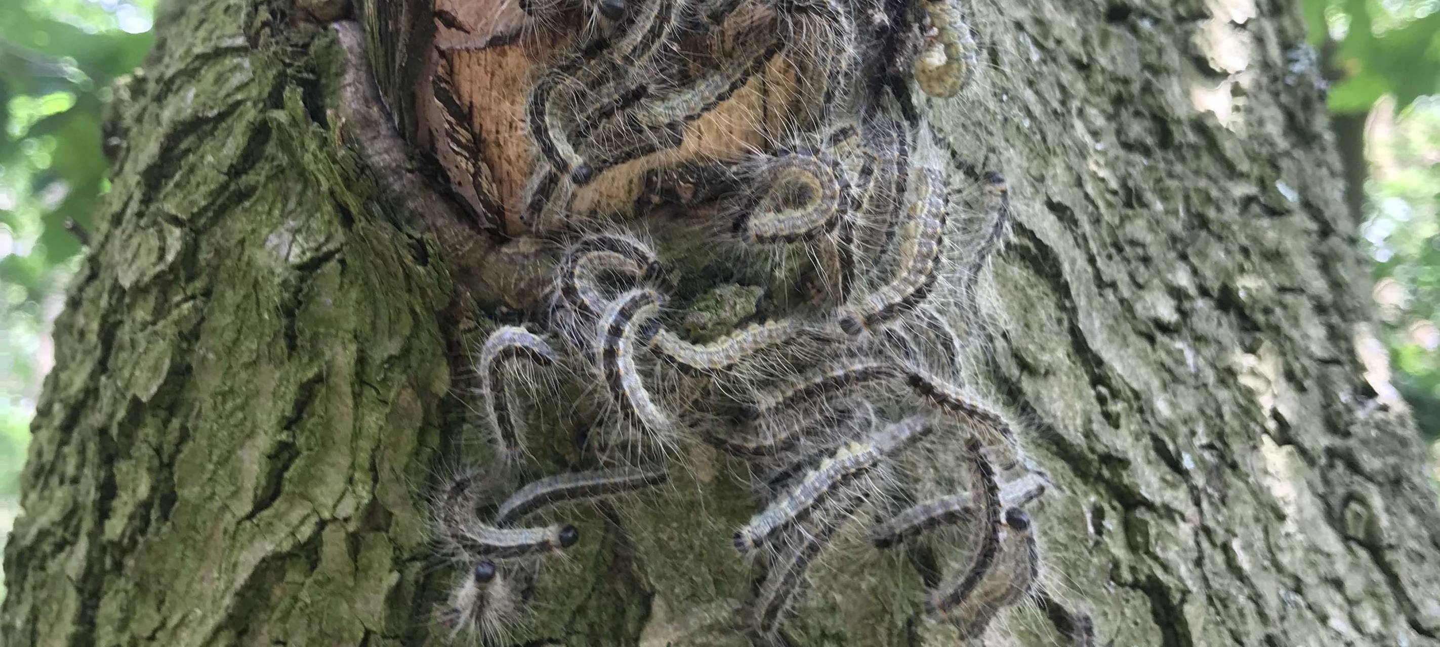 Eichenprozessionsspinner in Menden