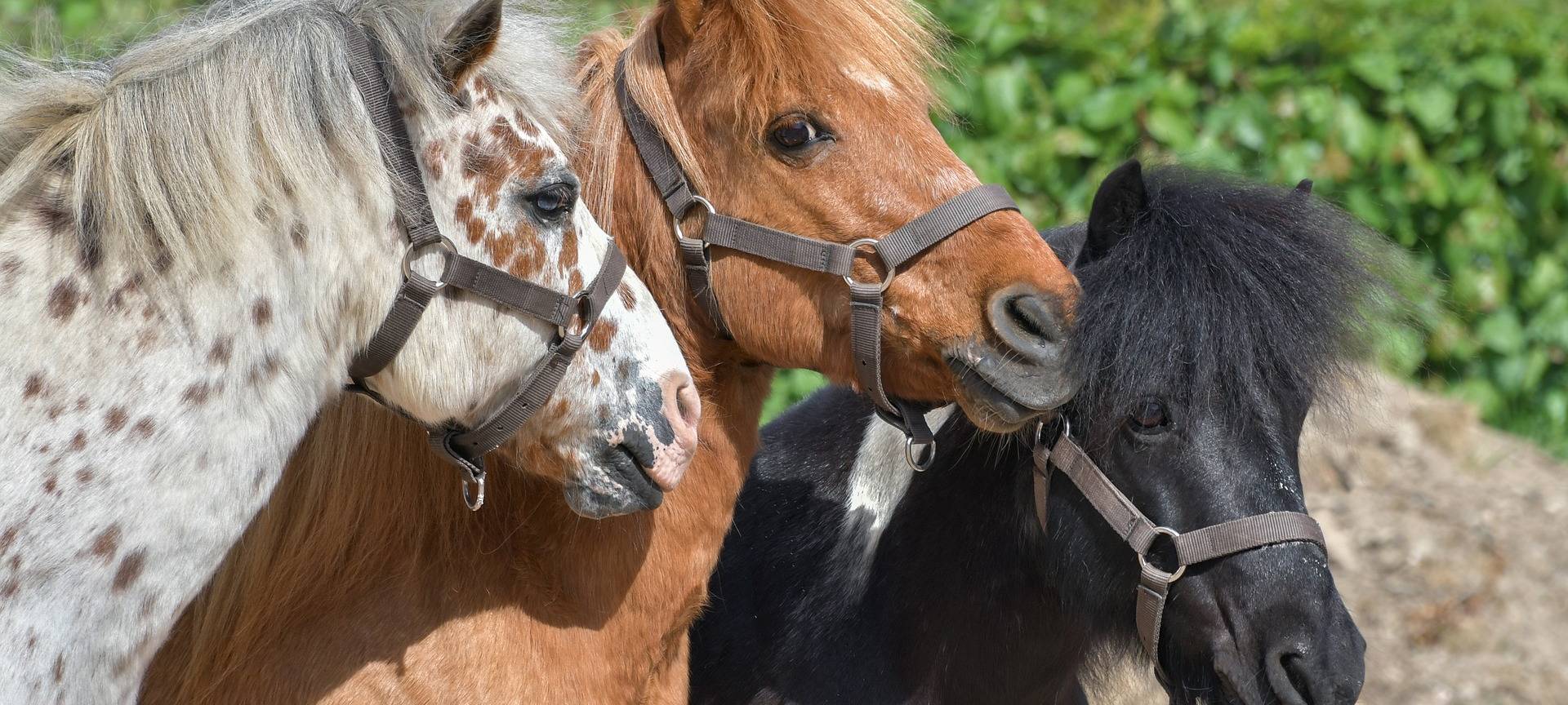 Ponys helfen alten Menschen in Halver