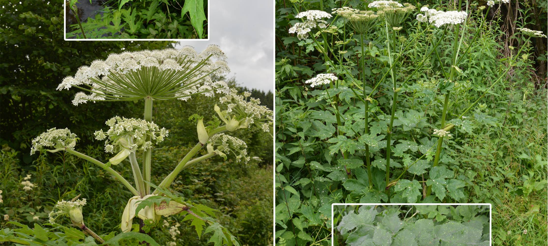 Kampf gegen den Riesenbärenklau