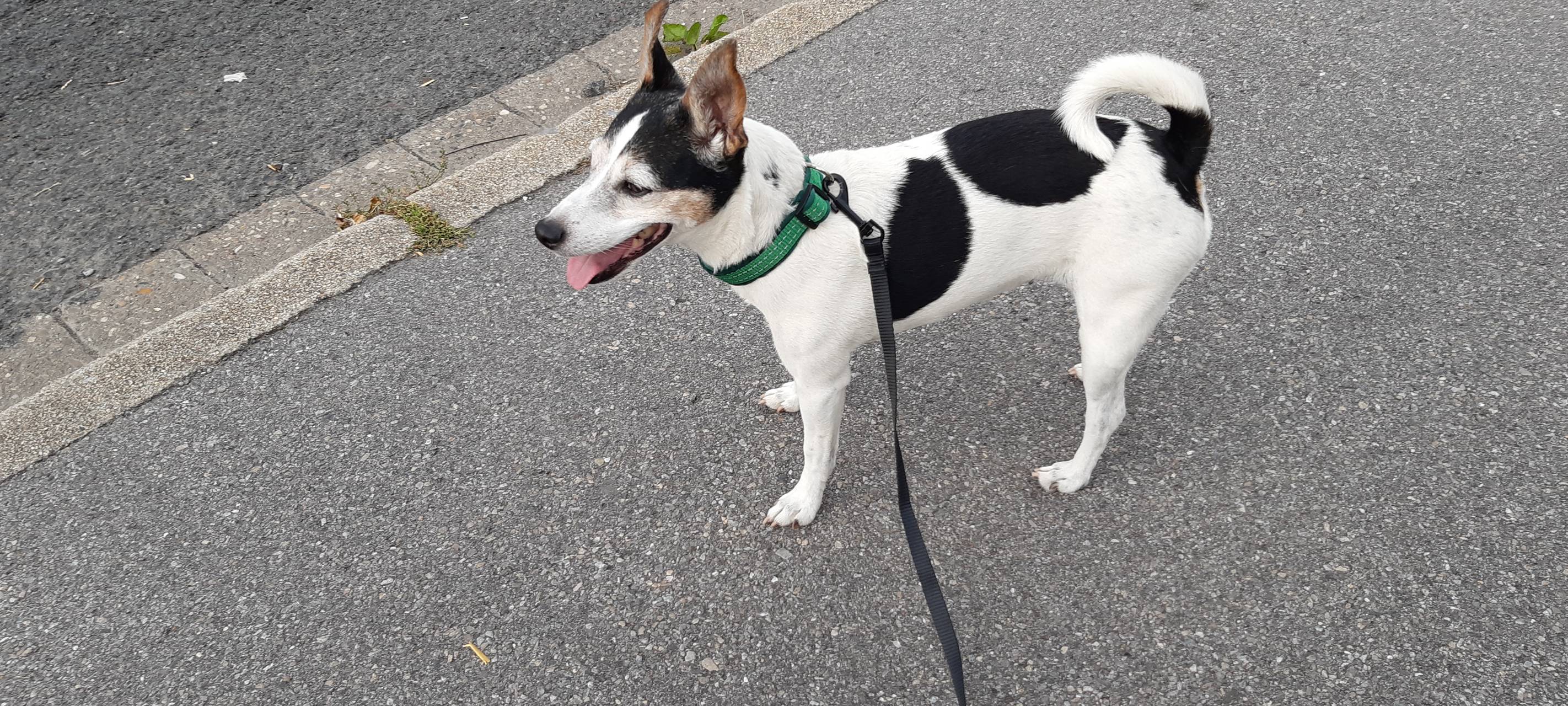 Menden: Hunde an der Leine führen