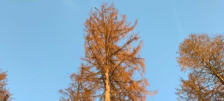 Iserlohner Stadtförsterin warnt vor Baumsterben im Märkischen Kreis