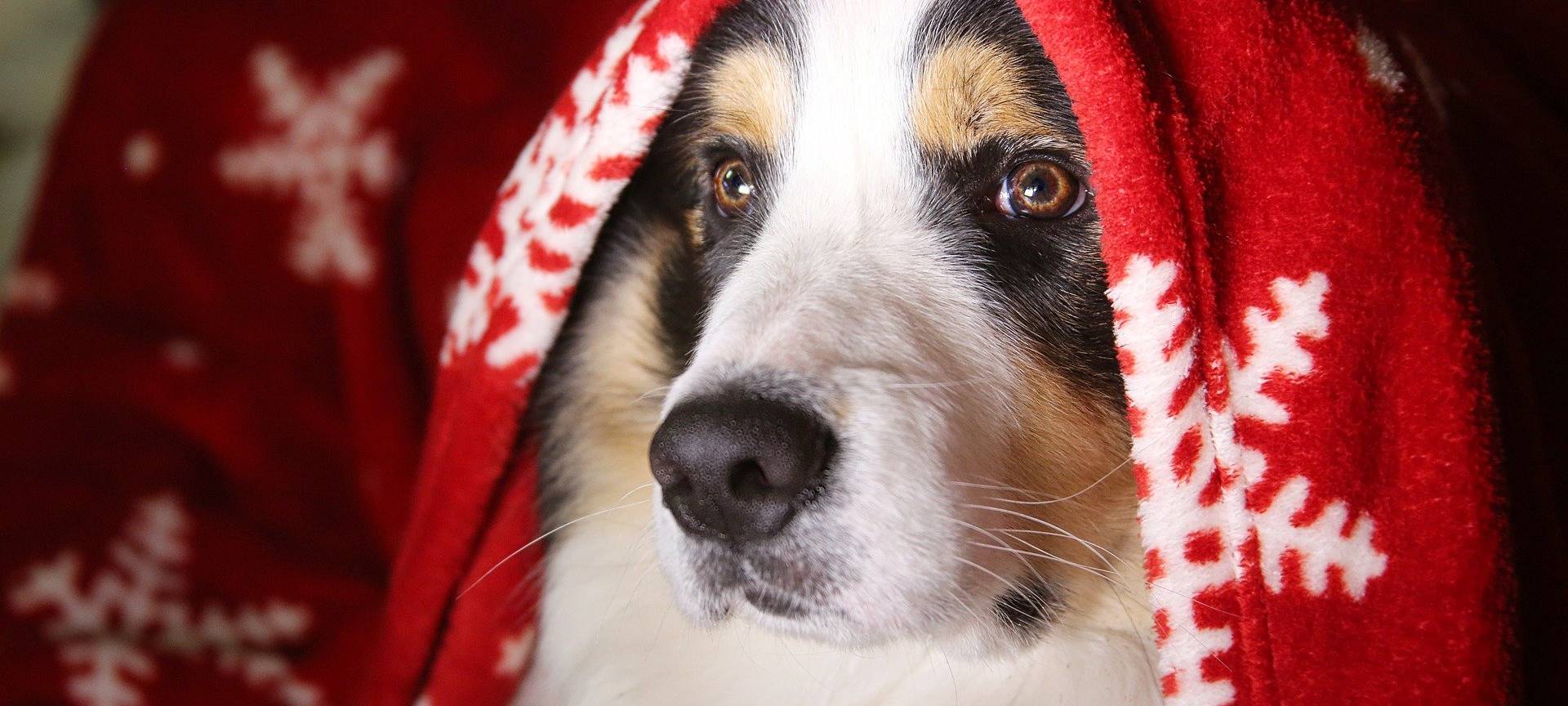 Tiere als Weihnachtsgeschenk: das sagt eine Hundetrainerin