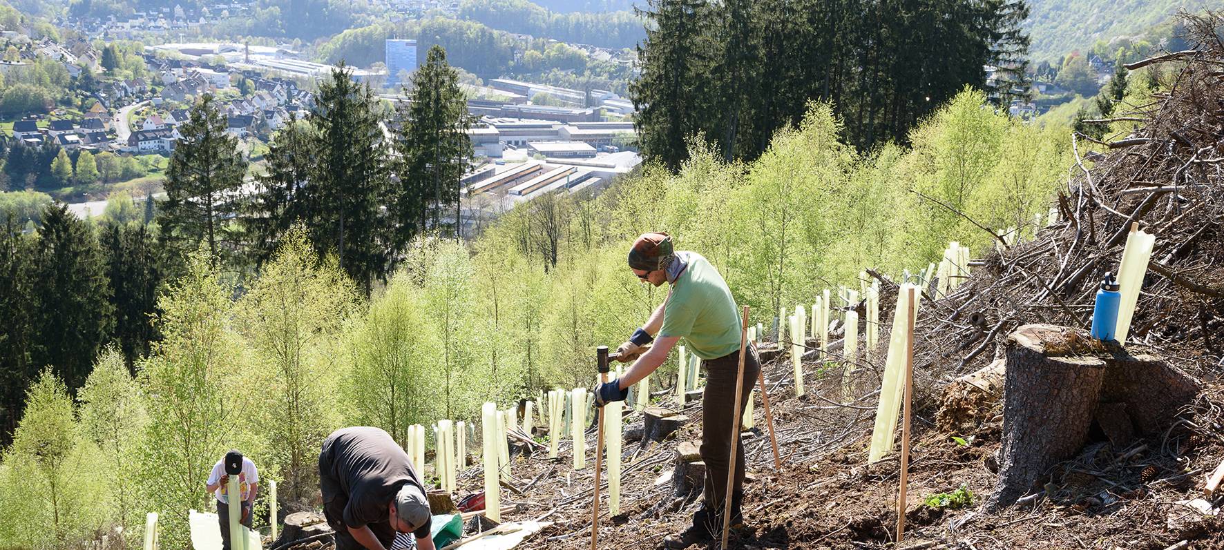 Der Wald im MK soll wiederkommen!