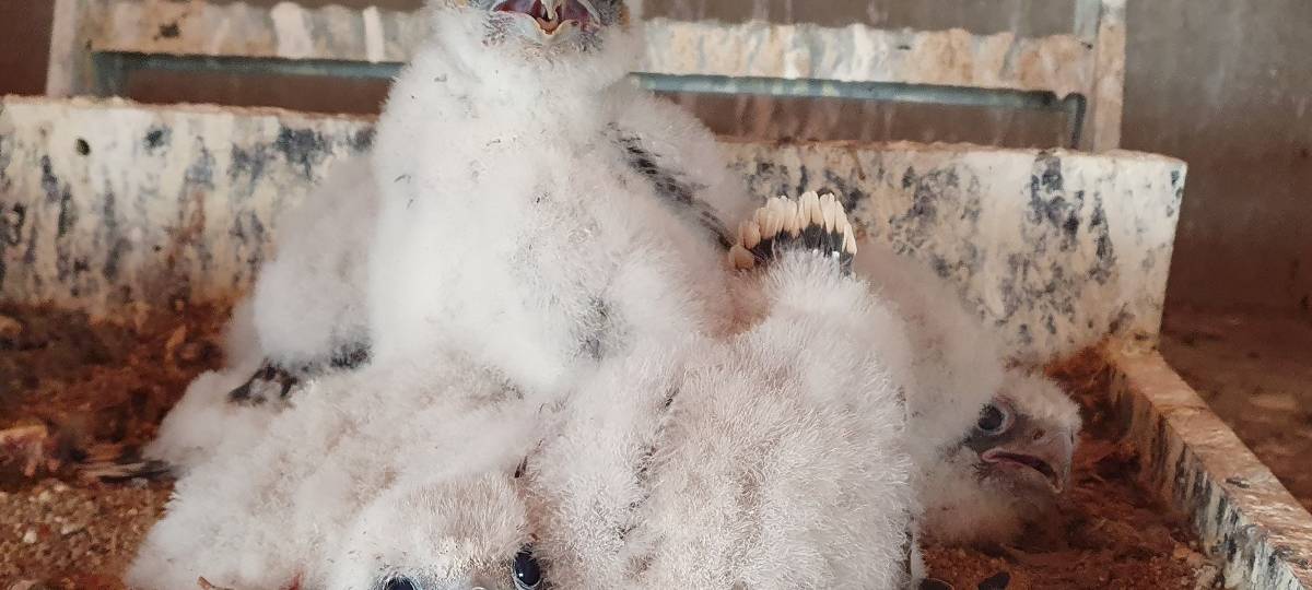 Wanderfalken Pärchen