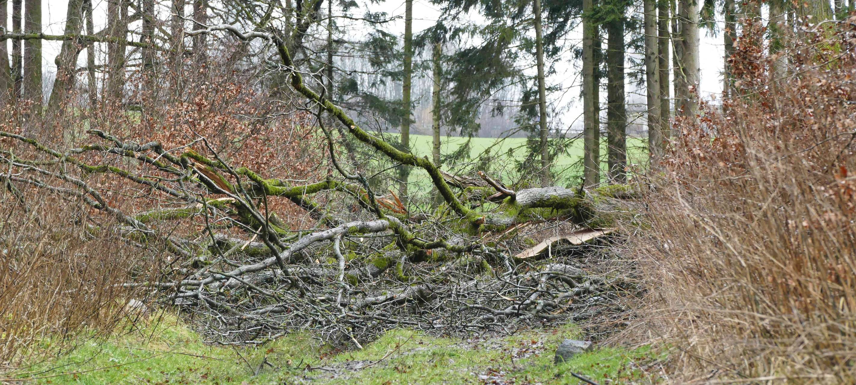 Waldwege in Iserlohn wegen Baumfällarbeiten gesperrt