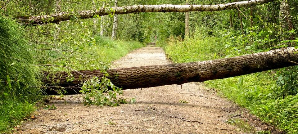 Letmathe: 20 Bäume müssen gefällt werden