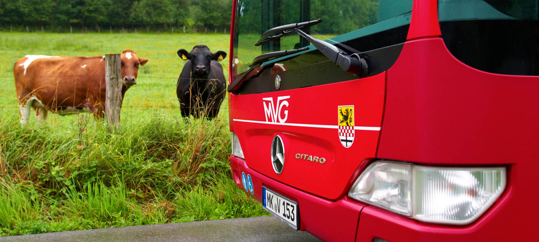 Bus vor Kuhwiese