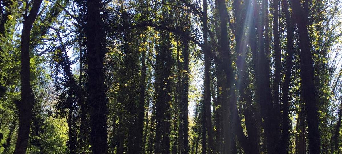 Waldfläche im Märkischen Kreis