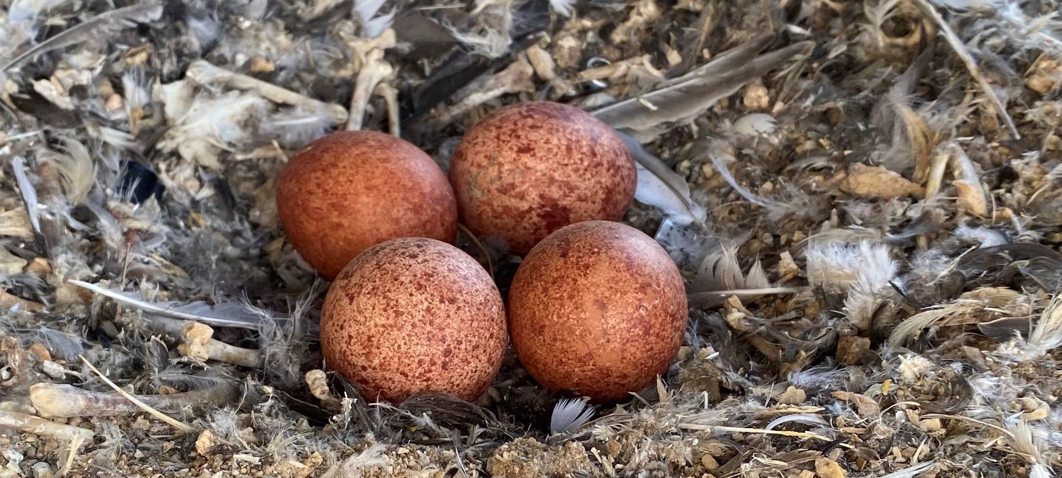 AMK beherbergt wieder gefiederte Gäste