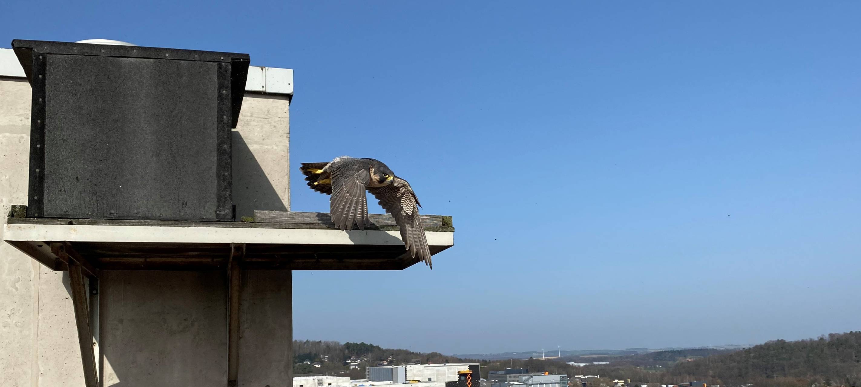 AMK beherbergt wieder gefiederte Gäste