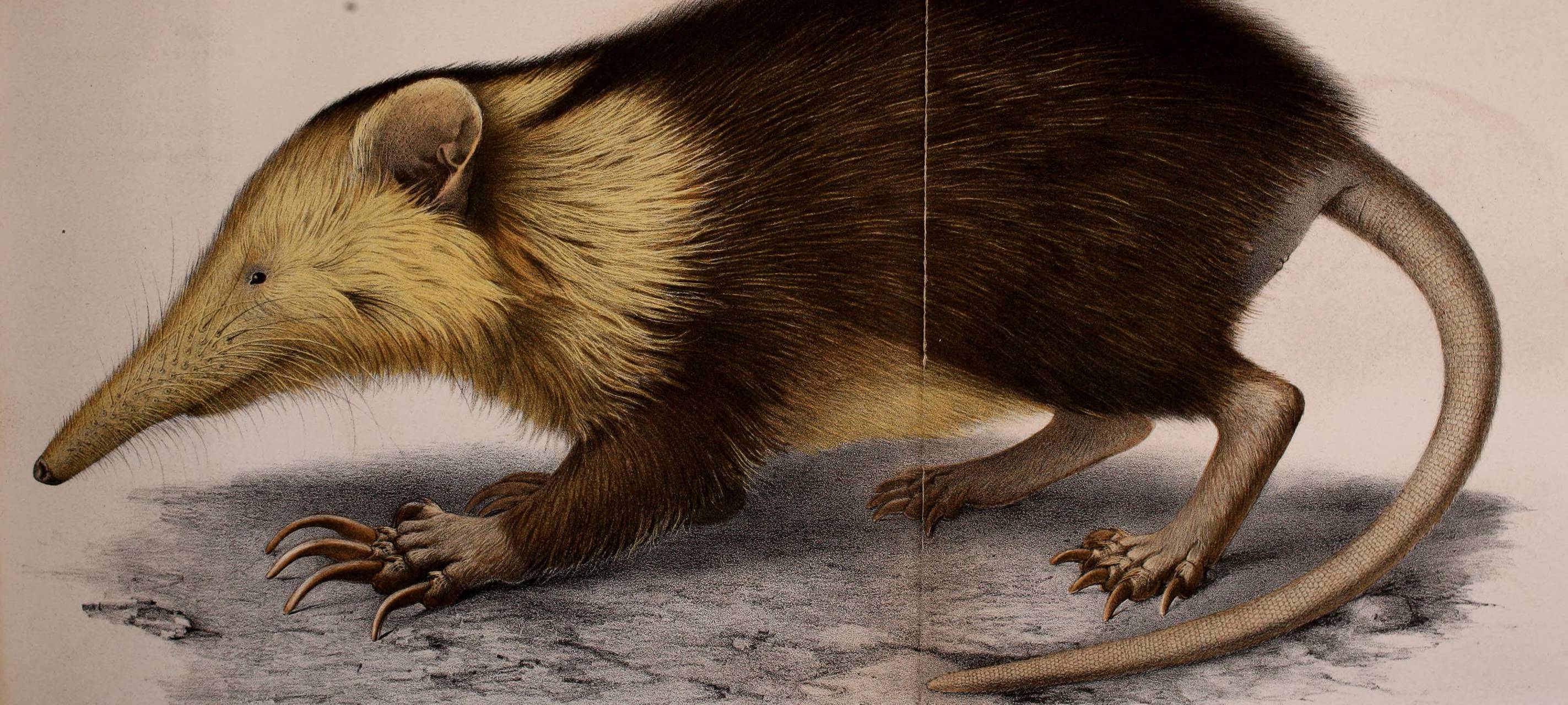 "Schlitzrüssler" ist Aprilscherz!