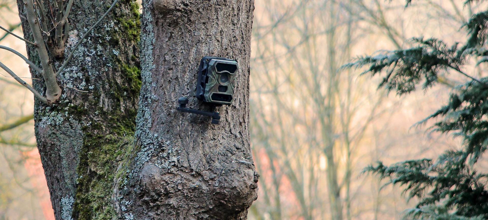 Wildkamera filmt Wildkameradiebe