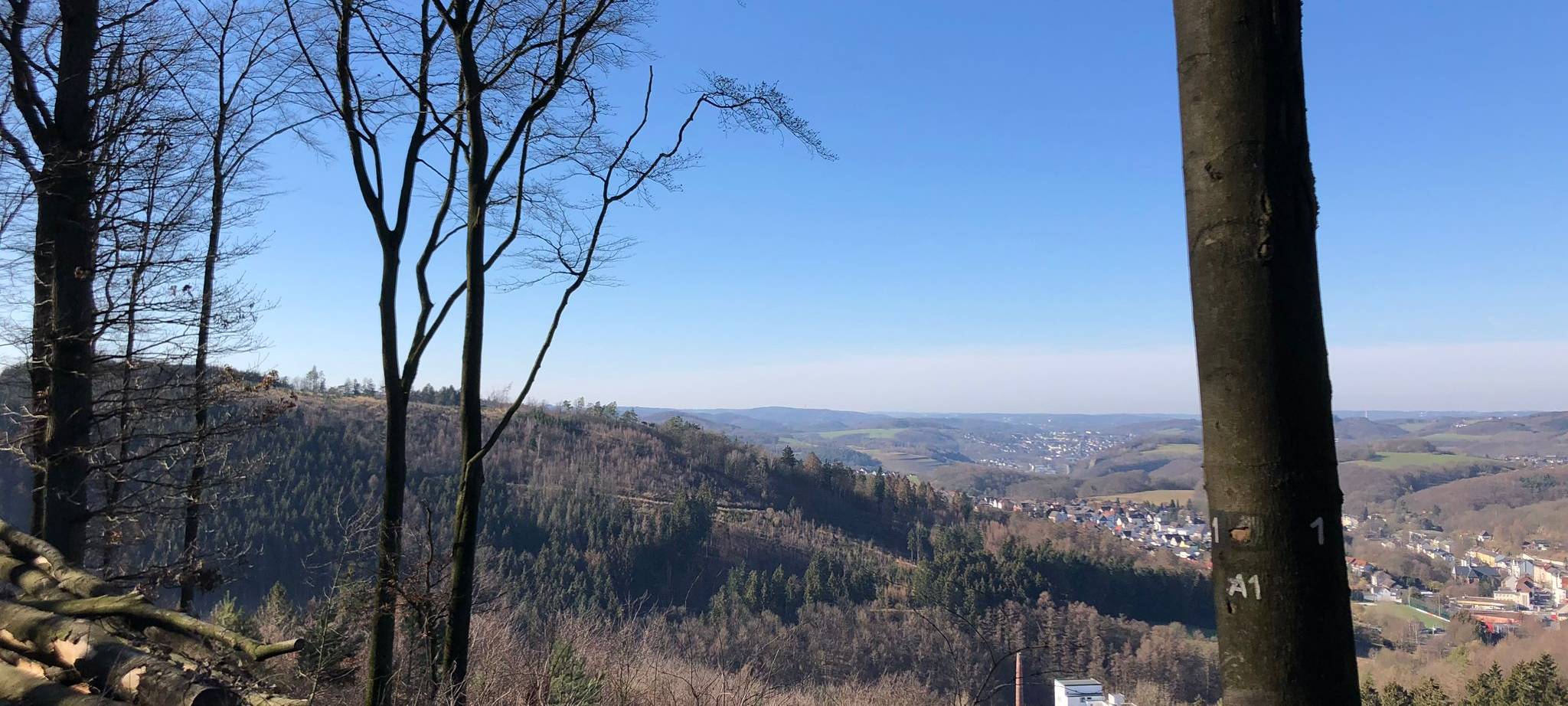 Ausblick vom Waldrand