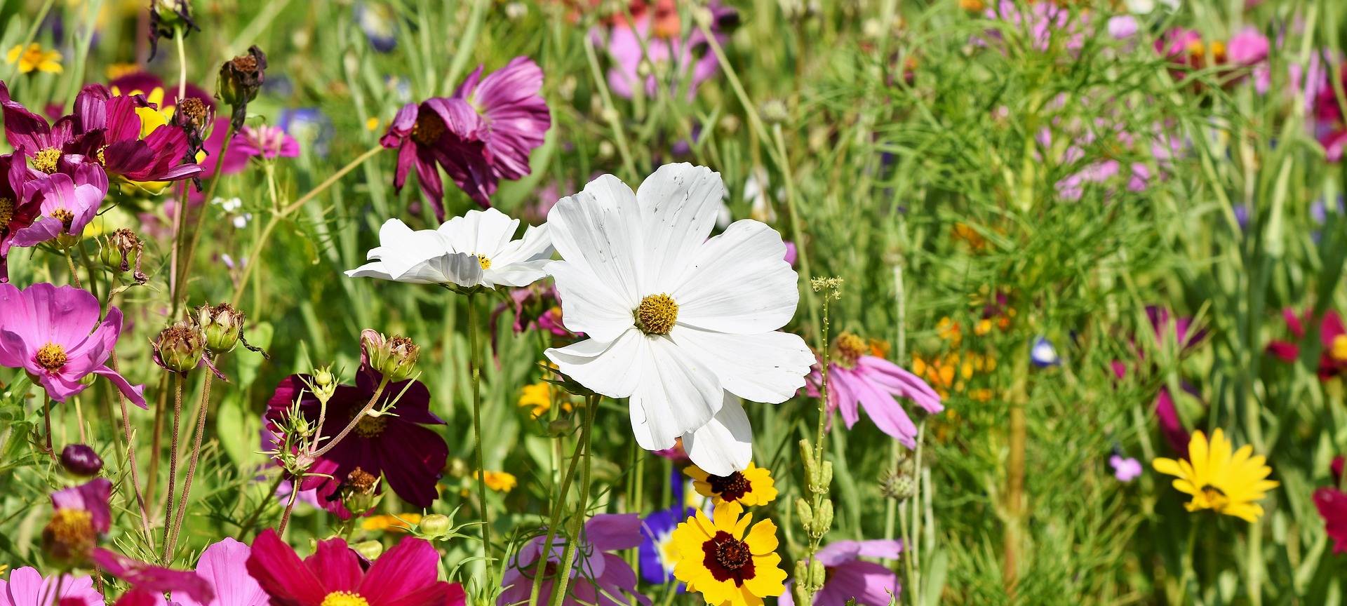 „Offene Gärten im Ruhrbogen 2022“ starten in die Saison