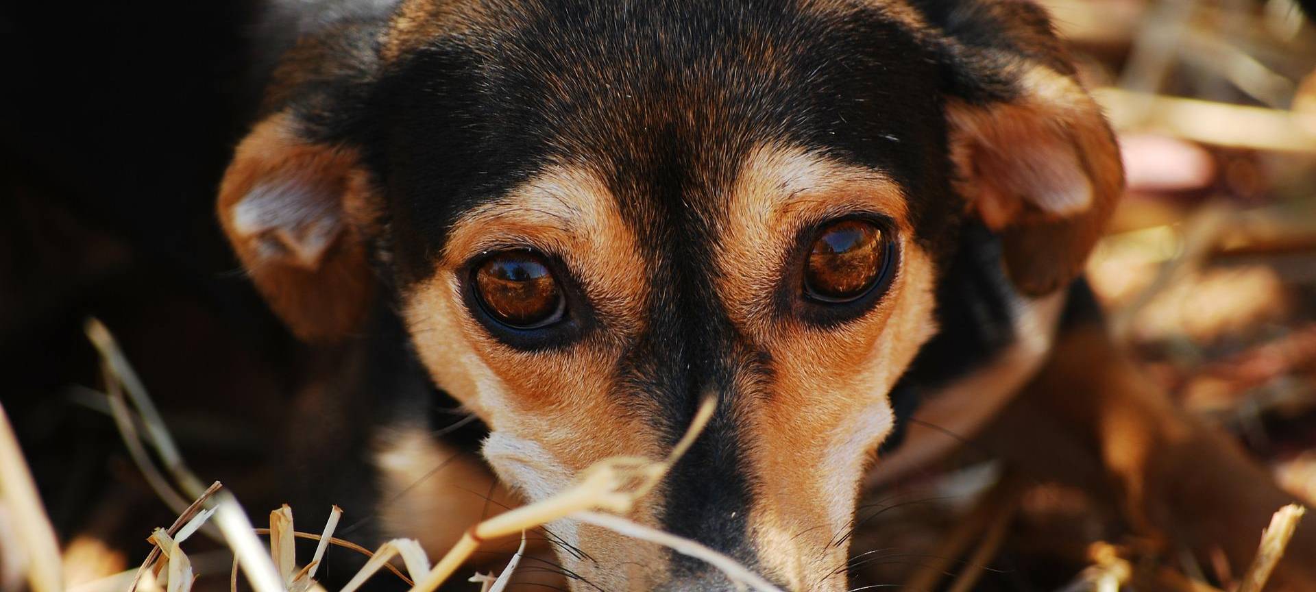 "Tag der Offenen Tür" im Iserlohner Tierheim
