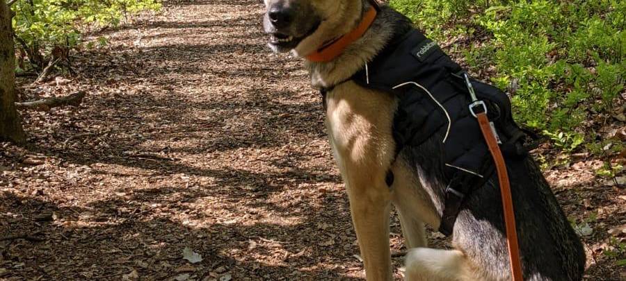 Schäferhund-Mischling Buffy entlaufen