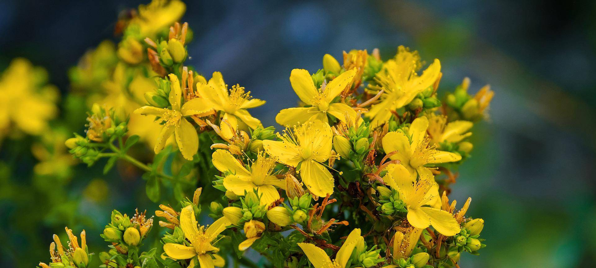 Johanniskraut blühnt in gelb