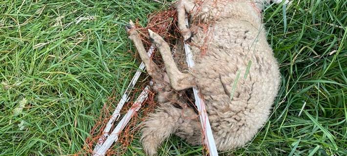 Schaf liegt im Zaun verheddert auf dem Boden