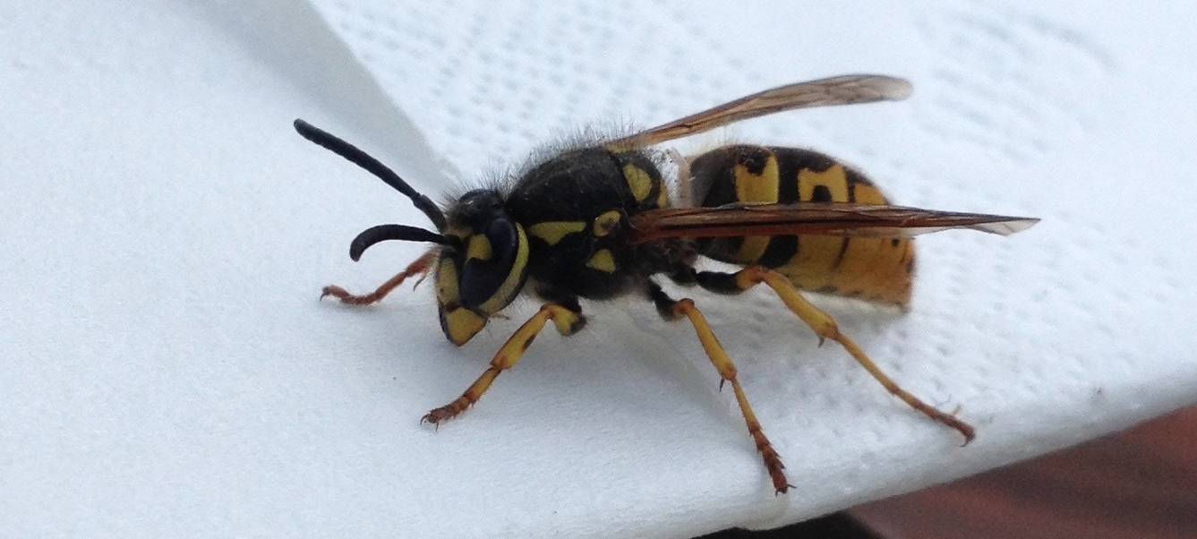Mehr Wespen im Märkischen Kreis