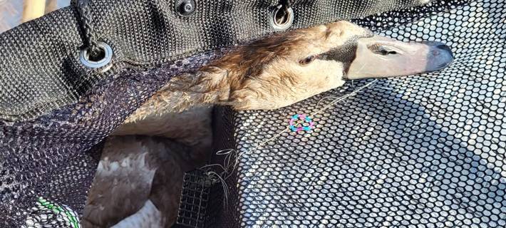 Schwanensee bei der Feuerwehr Iserlohn