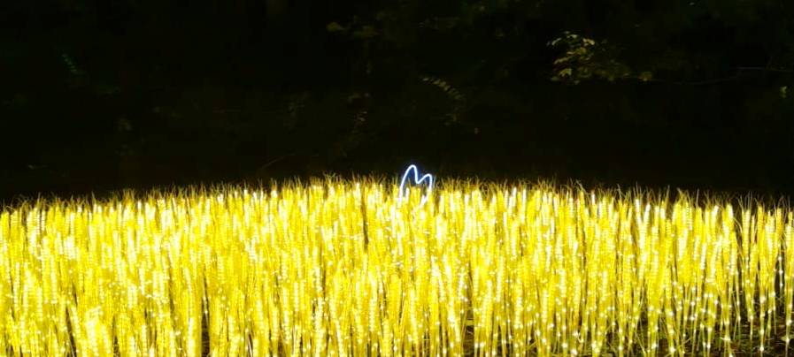 Herbst-Lichtgarten in Hemer findet statt
