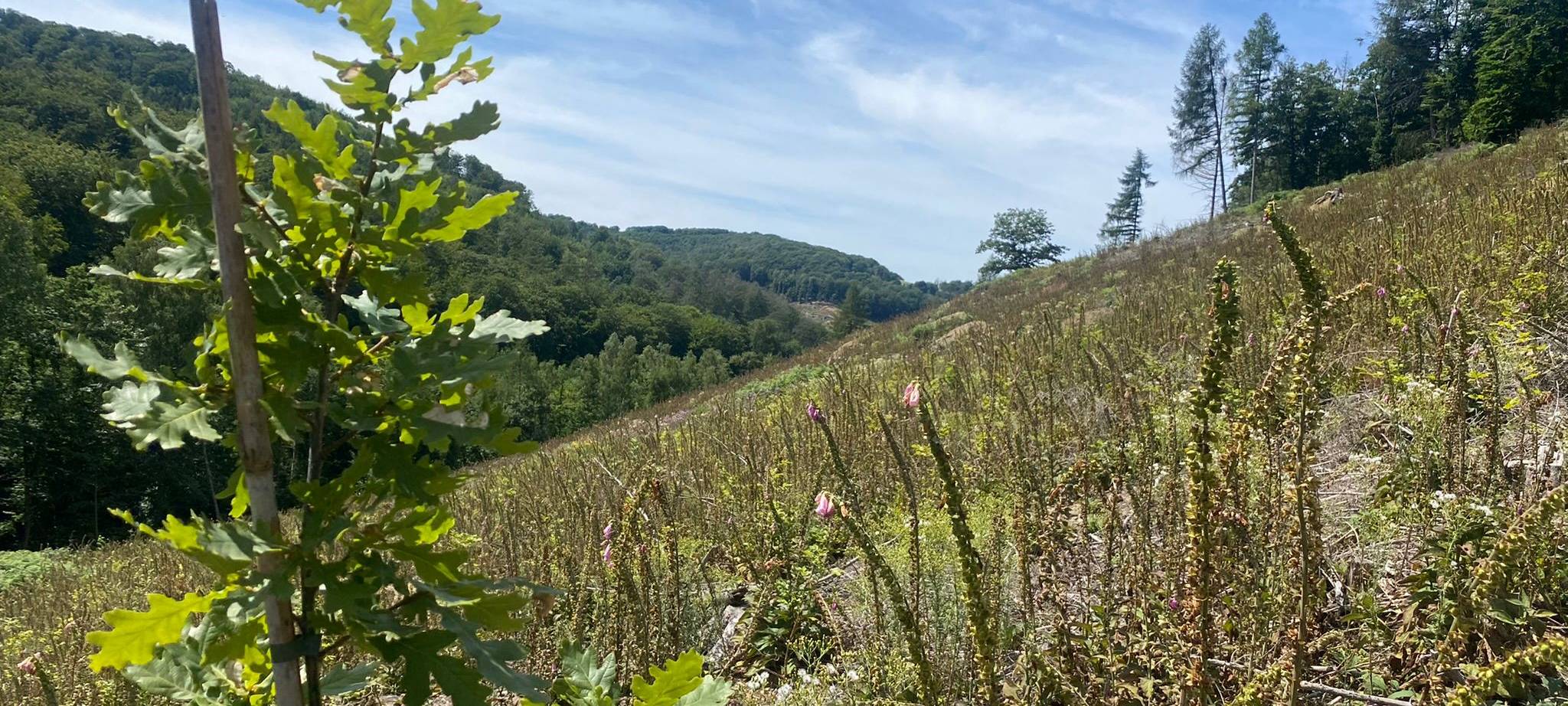 Ein neu gepflanzter Baum steht jetzt im Märkischen Kreis.