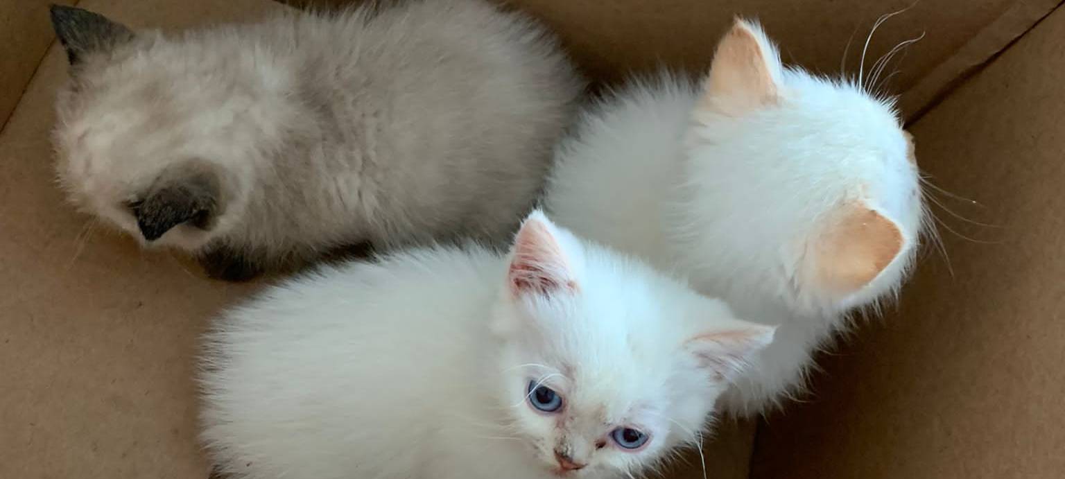 Babykatzen in Iserlohn ausgesetzt