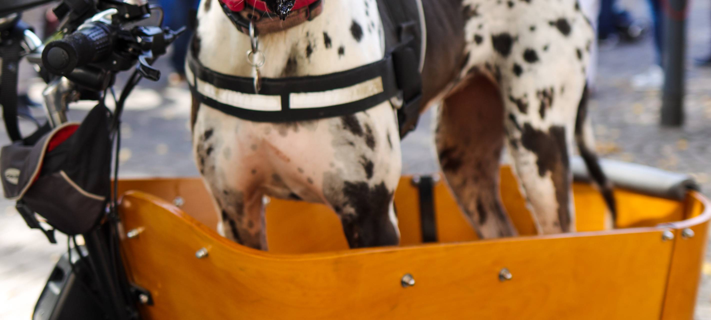 Sieger beim Stadtradeln im Märkischen Kreis gekürt