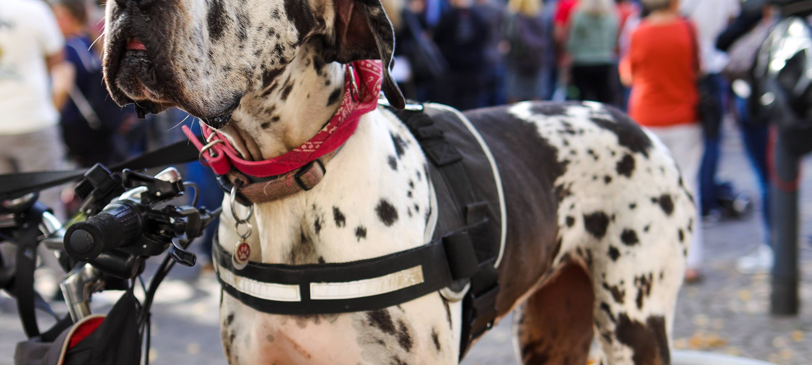 Sieger beim Stadtradeln im Märkischen Kreis gekürt