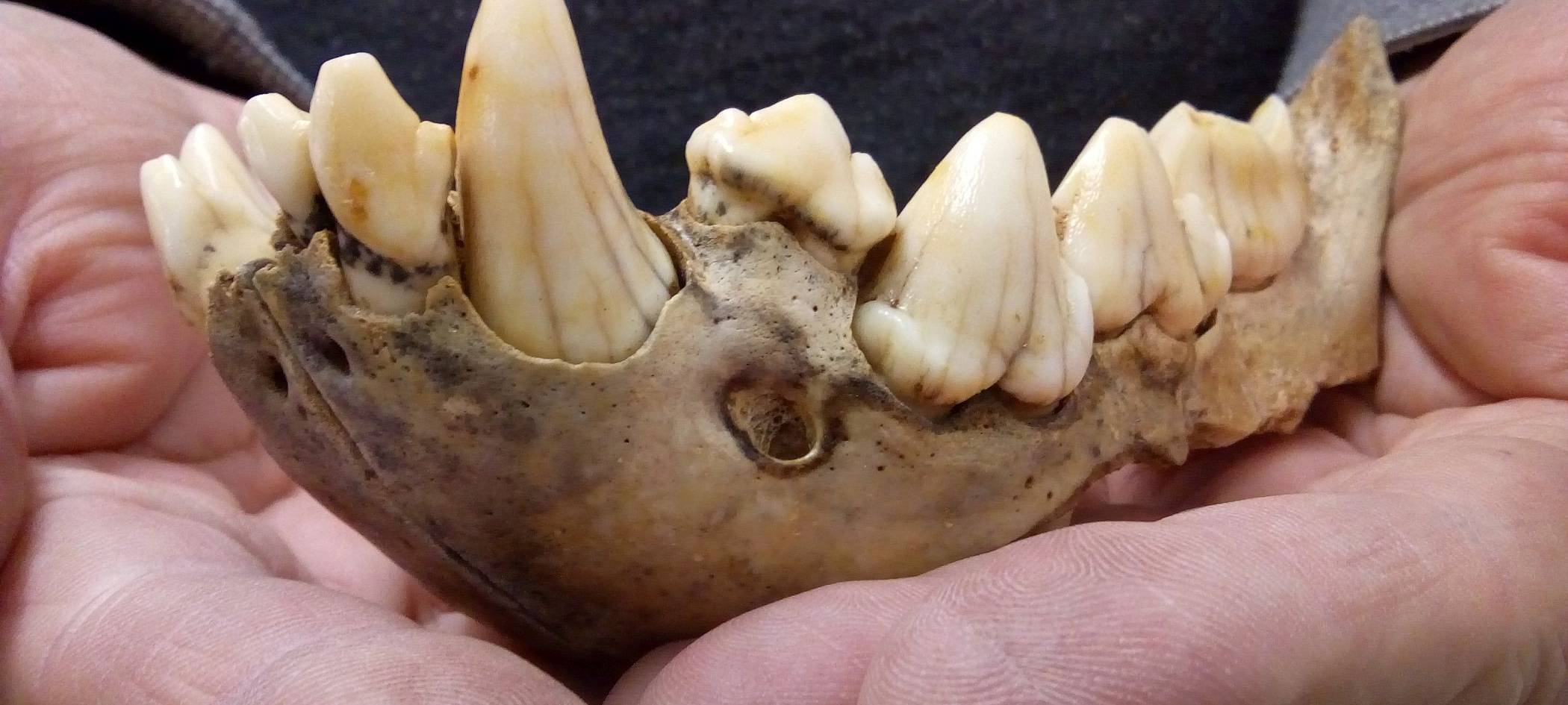 Der Unterkiefer einer Höhlenhyäne