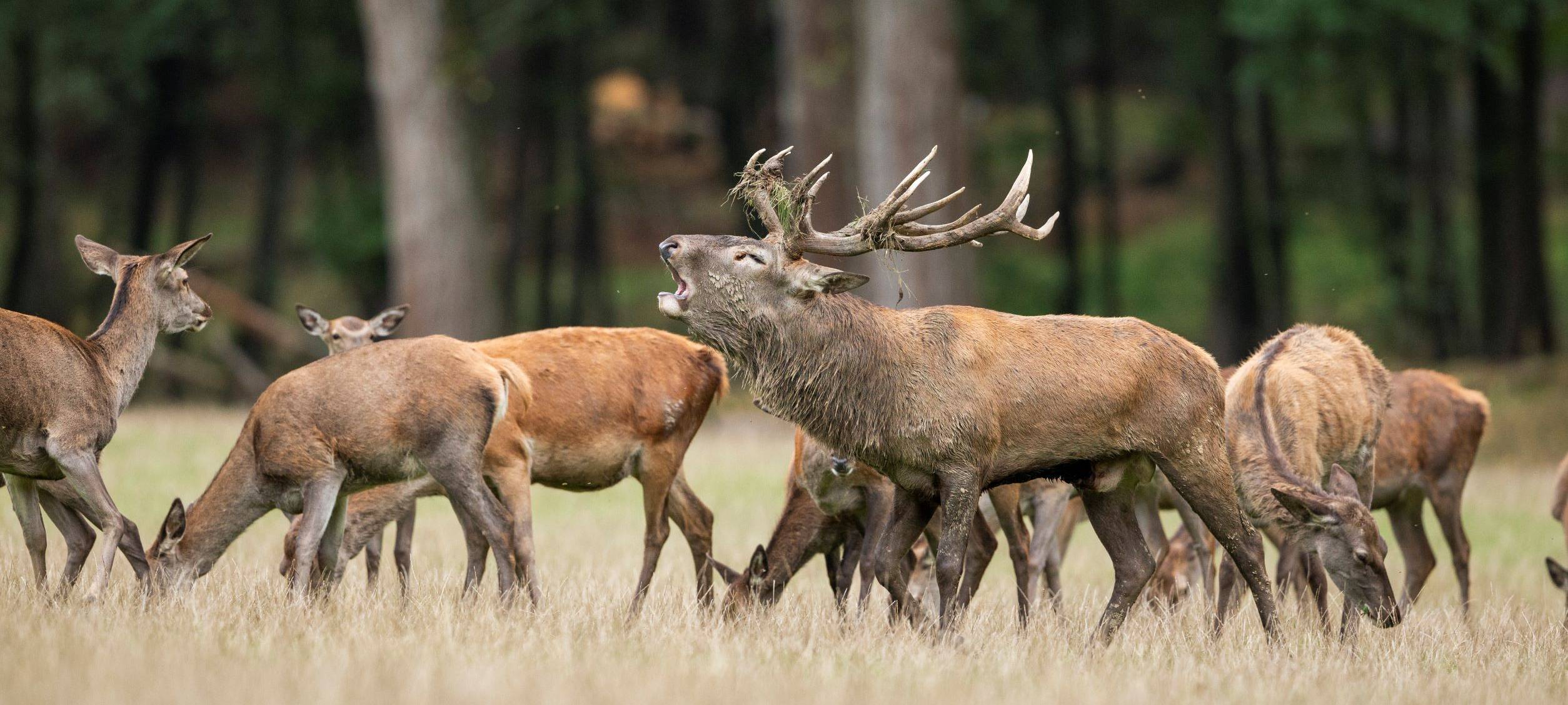Brunftzeit im Märkischen Kreis: Ausflug in den Wildwald Vosswinkel