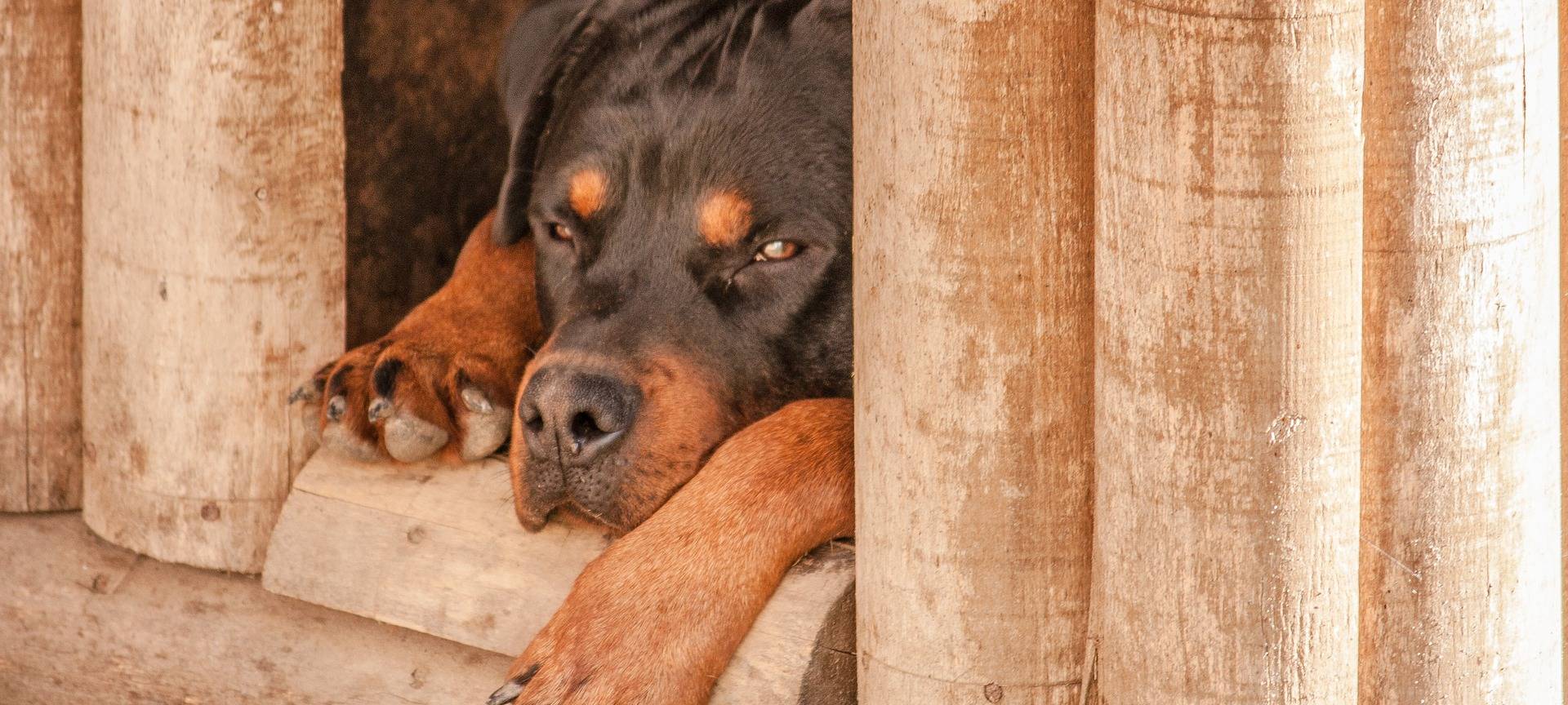 Märkischer Kreis: Hundehütte gesucht