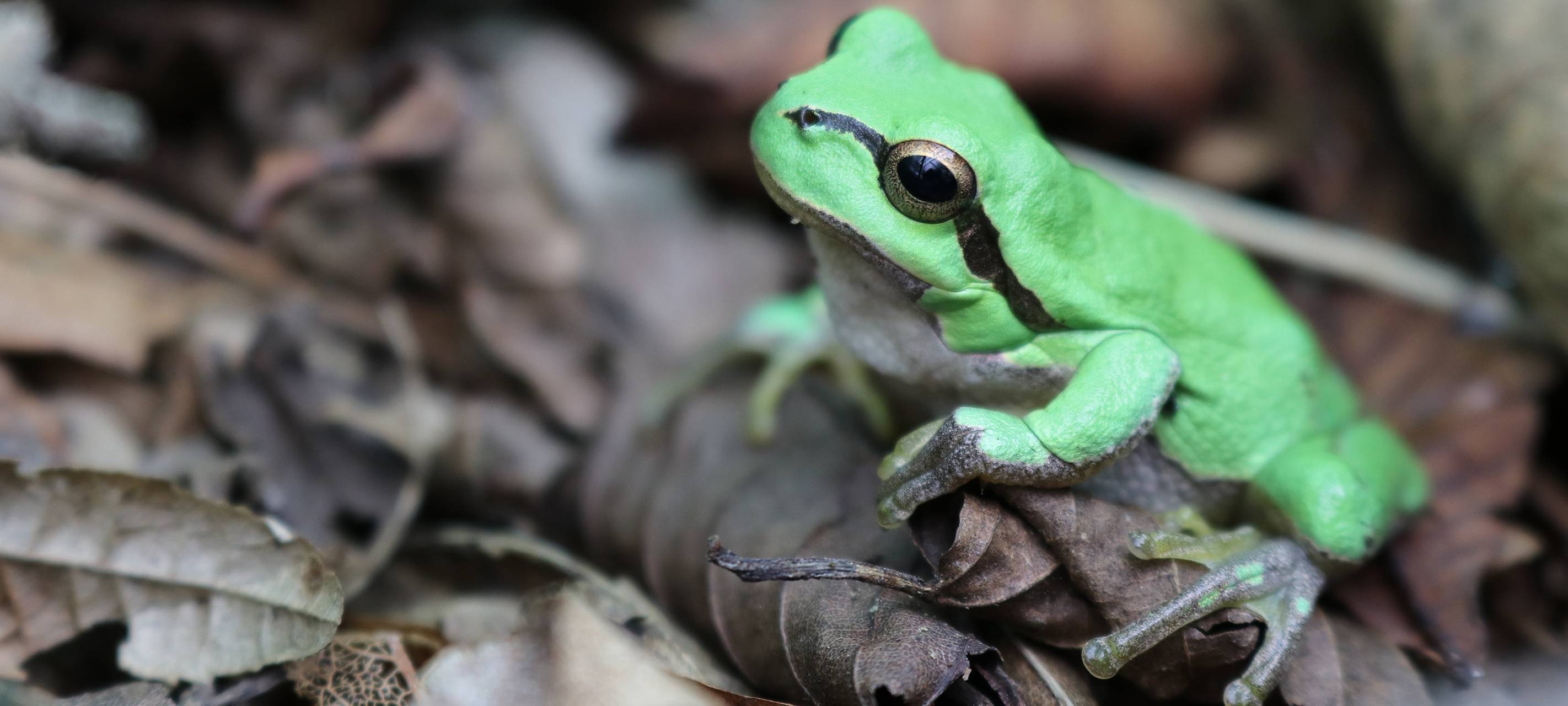 Krötenwanderung im Märkischen Kreis beginnt wieder