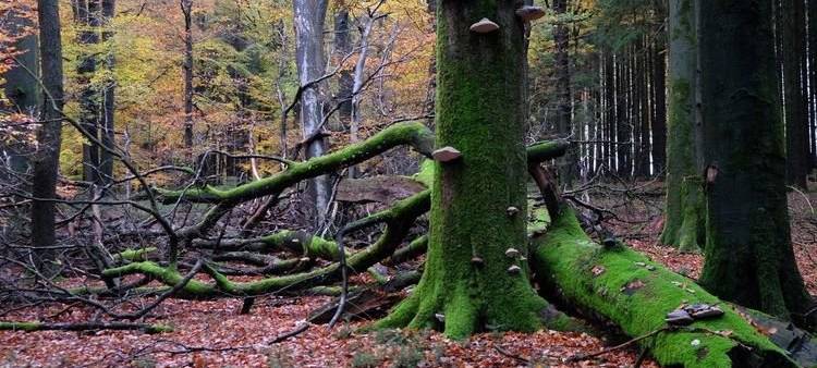 Herbstwanderung in Meinerzhagen mit Fotograf