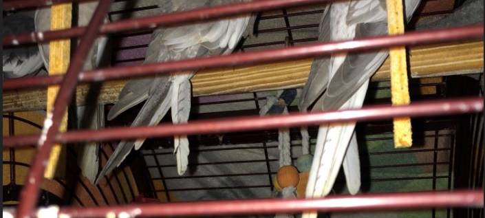 Iserlohner Tiertransport endet in Polizeikontrolle