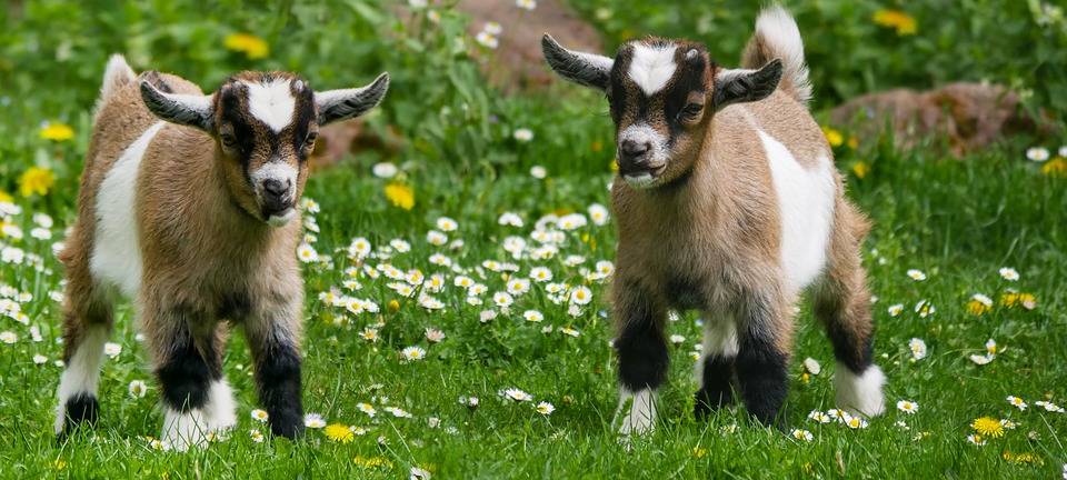 Lammtag auf dem Iserlohner Stiftungshof