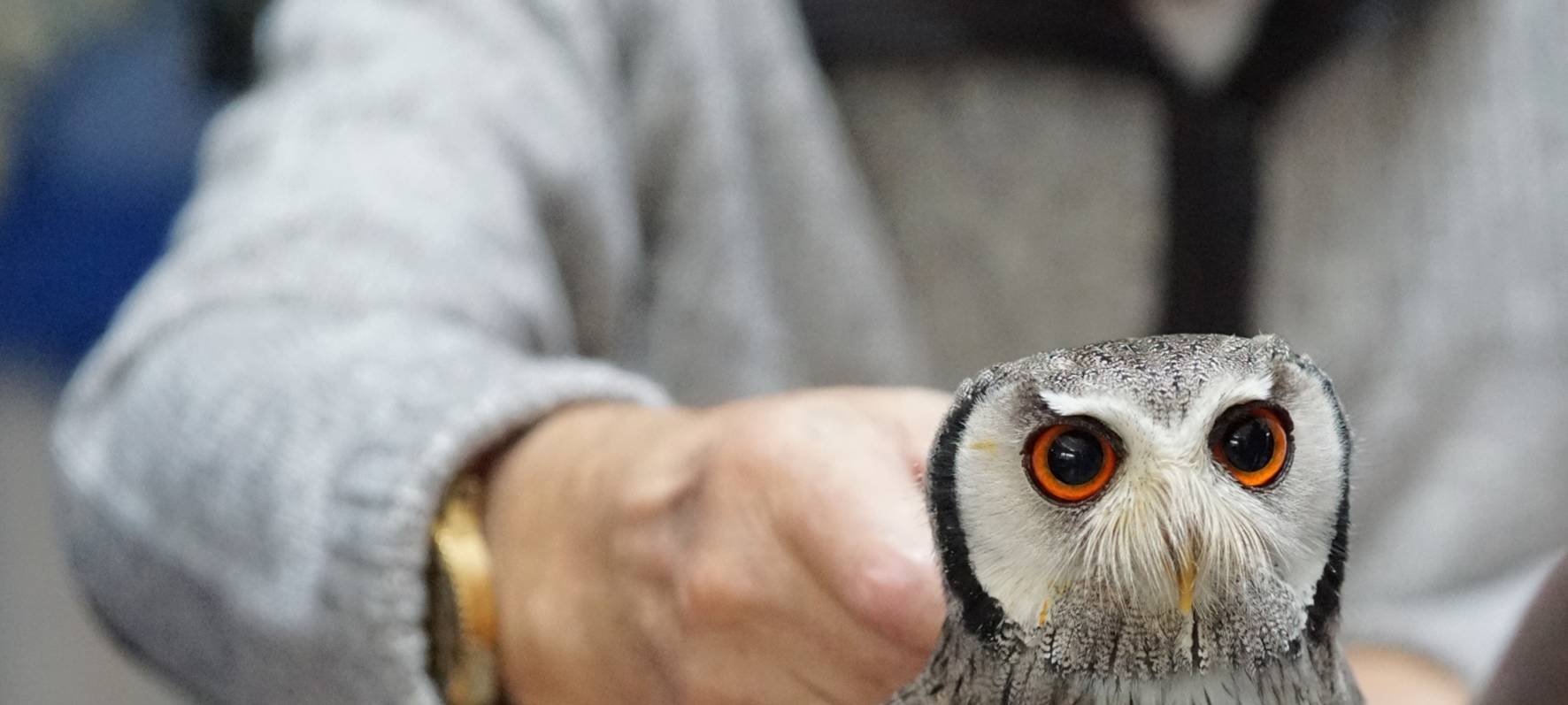 Wenn das Käuzchen kuscheln kommt...