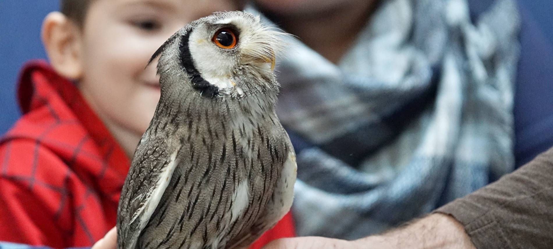 Wenn das Käuzchen kuscheln kommt...