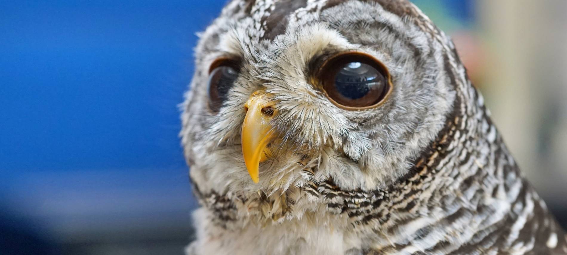 Wenn das Käuzchen kuscheln kommt...