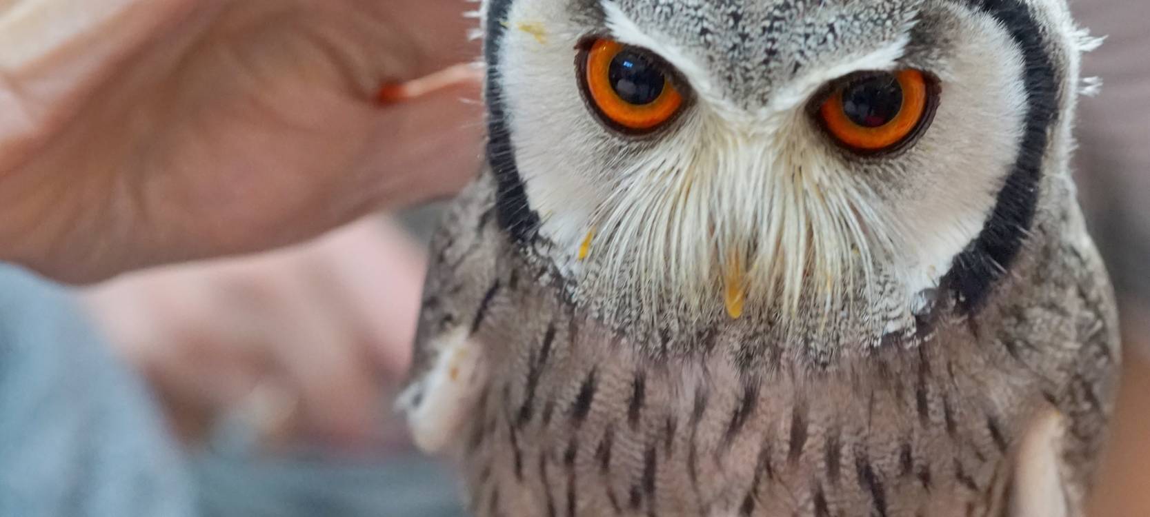 Wenn das Käuzchen kuscheln kommt...